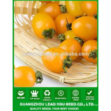 NT14 Bucuo F1 hybrid tomaten samen hohe ertrag kirschtomate